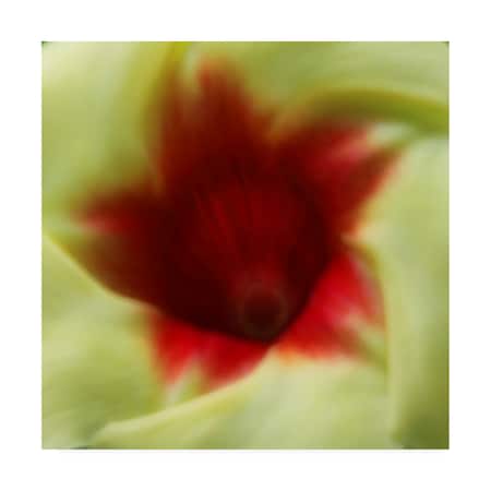 Dana Brett Munich 'Flower Edible' Canvas Art,24x24